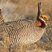 Lesser Prairie-Chicken
